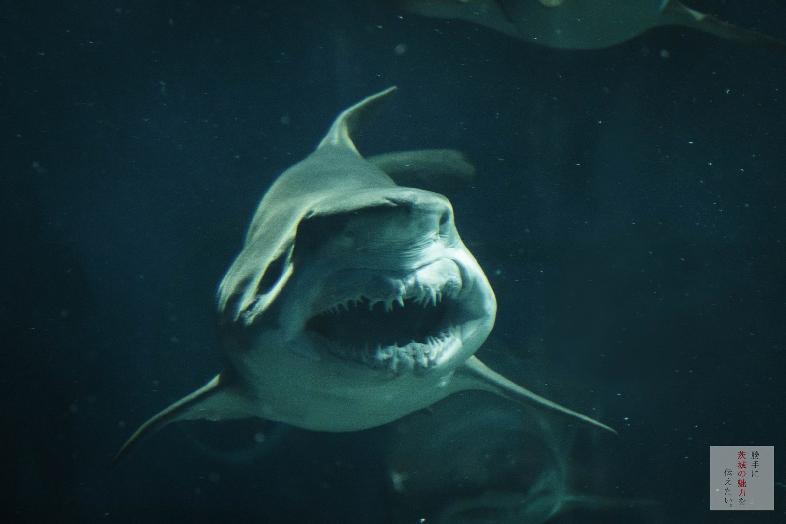 アクアワールド茨城県大洗水族館