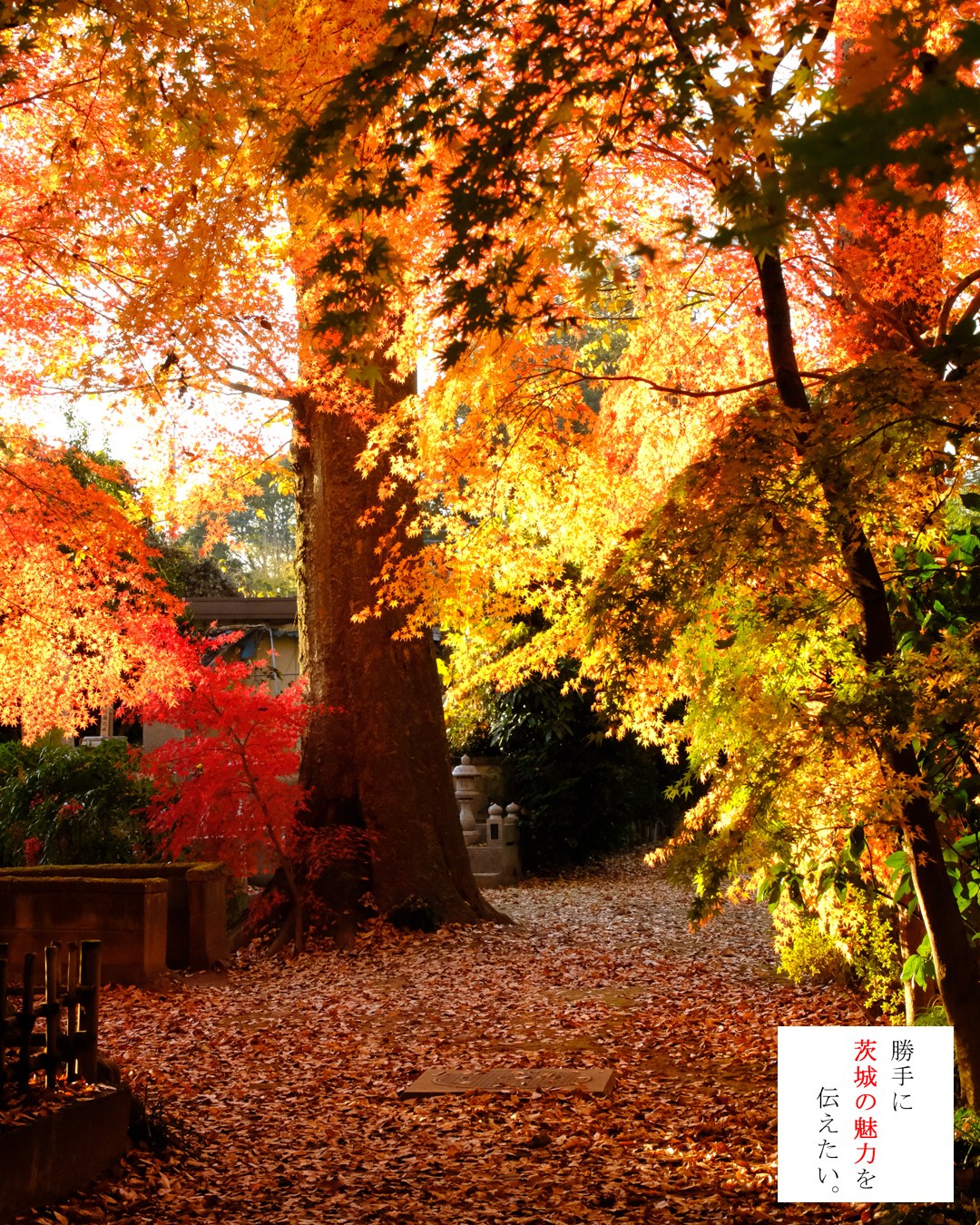 最勝寺の12月の紅葉