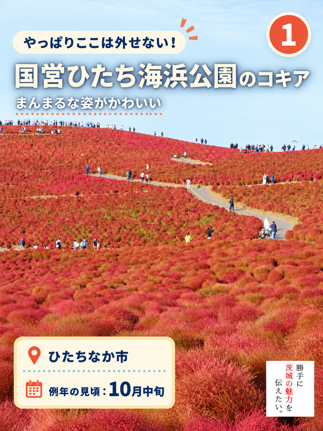 国営ひたち海浜公園みはらしの丘の赤いコキア