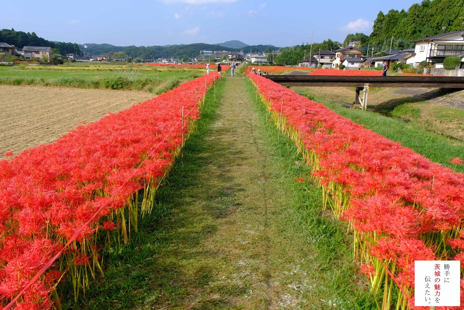 源氏川の両岸に続く彼岸花の帯